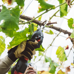 Tijeras de poda Echo DPS 350