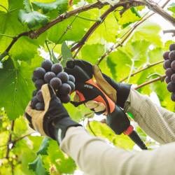 Tijeras de poda Echo DPS 350